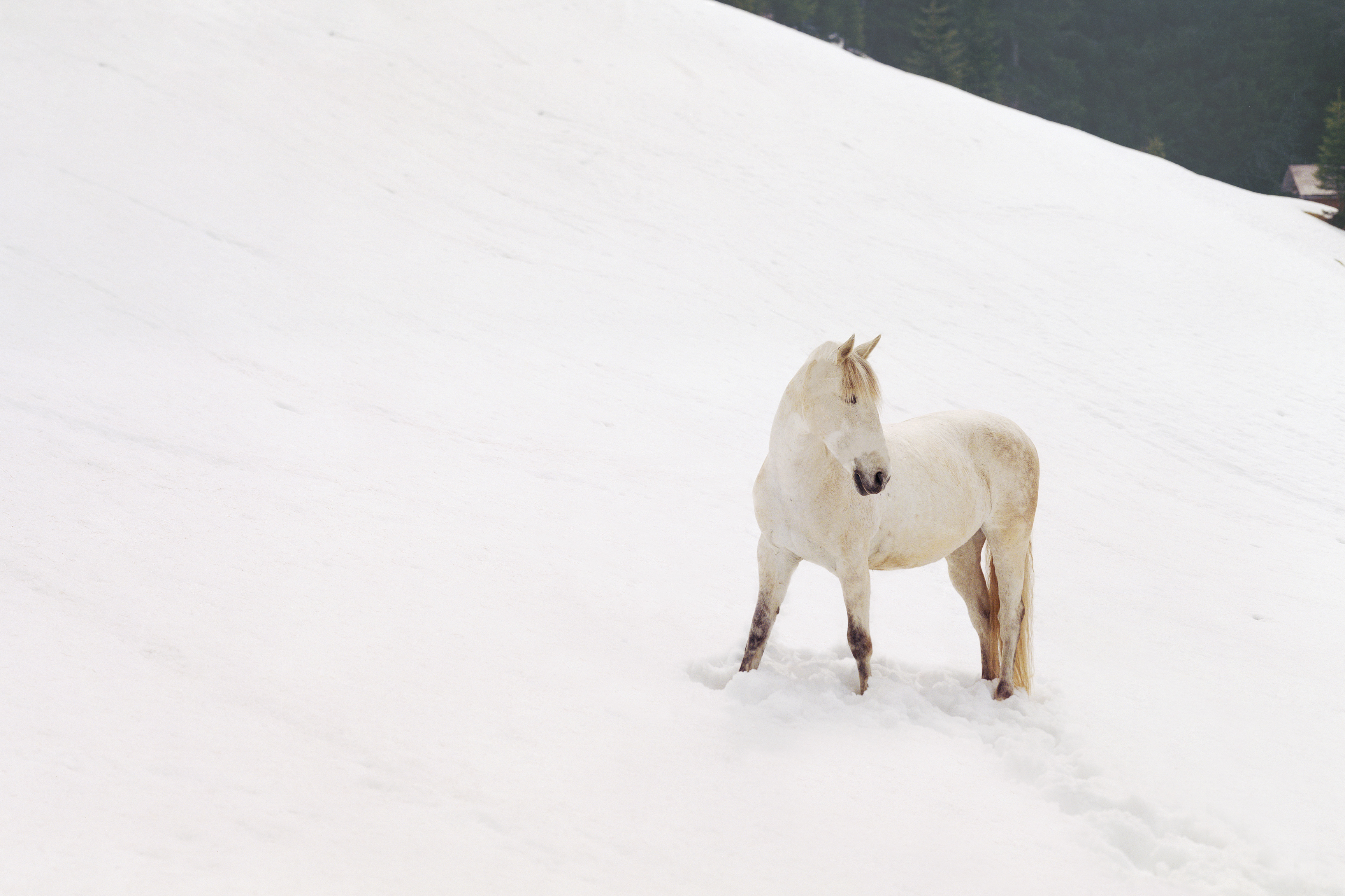 001_Pleonasm_www.schaubstierli.com